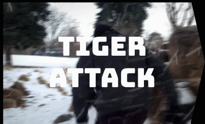 how to animate a Tiger